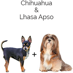 Chi Apso Dog